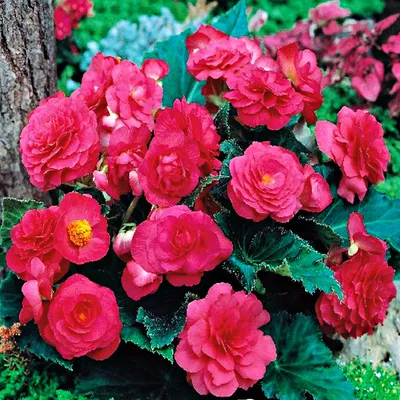 Image de Begonia Multiflora Rose Pink 1 pièce bégonias plants plant bulbe