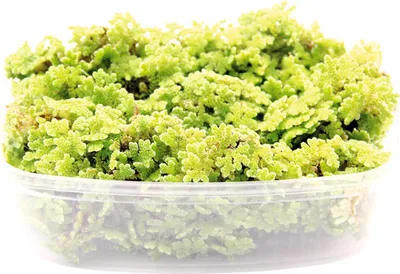 Produktbild von Großer Algenfarn - Azolla filiculoides Port.