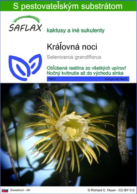 Produktbild von SAFLAX - Kráľovná noci - Selenicerus grandiflorus - 40 Semená - S pestovateľským substrátom bez klíčkov