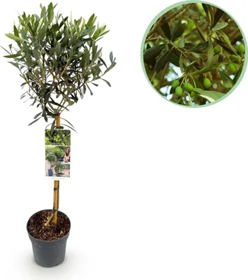 Produktbild von GreenboutiQ - Olivenbaum Echt - Olea Europaea - Stamm-Pflanze - Terrassenpflanze - Immergrün - Wenig Pflege - Topf 19cm Höhe 90cm