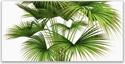 Produktbild von Tulup Leinwand-Bilder 120x60 Wandbild Canvas Kunstdruck Blätter Pflanzen