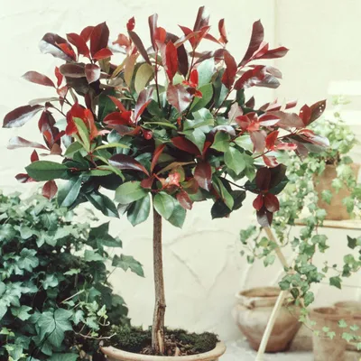 Produktbild von Bakker.com - Glanzmispel Red Robin auf Stamm, Der topf / 3L / stamm 60cm / Lieferhöhe ca. 80cm