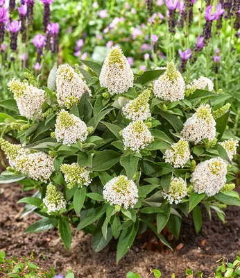 Produktbild von BALDUR Garten Zwerg-Schmetterlingsflieder 'Little Rockstars®' weiß,1 Pflanze, super kompakt, niedriger Wuchs, blüht monatelang, für Terrasse & Balkon, duftende Blüten, winterhart & pflegeleicht