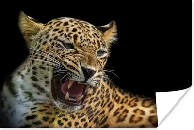 Produktbild von MuchoWow® Poster Leopard - Tiere - Schwarz 30x20 cm - Plakate - Print