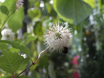 Produktbild von Knopfblume - Knopfbusch - Honigball - Cephalanthus occidentalis - duftend - Rarität - 40-60cm