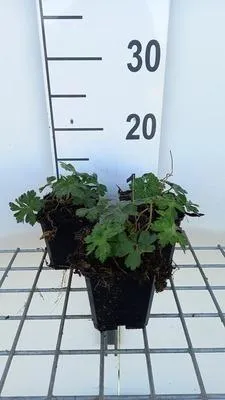 Immagine prodotto di 6 x Geranium hybr. 'Sweet Heidy' - Cranesbill - vaso 9 x 9 cm