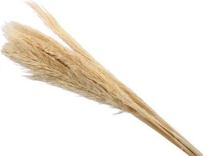 Produktbild von Shunmuga Gras Bund getrocknet gebleicht L ca. 70cm Trockenblumen Gräser