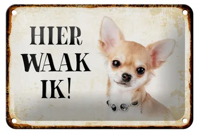 Produktbild von Blechschild Spruch 18x12cm holländisch Hier Waak ik Chihuahua mit Kette Schild