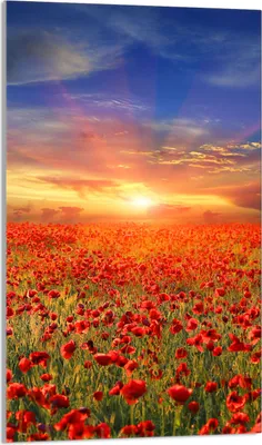 Produktbild von Herdabdeckplatte 30x52 Glaskeramikkochfeld Abdeckung Spritzschutz Glasplatte Deko Schneidebrett, Landschaft Mohnblumen