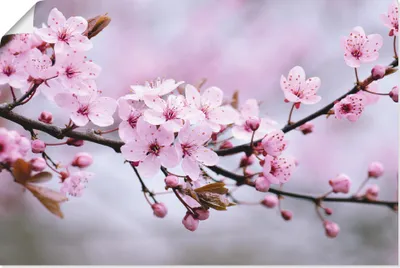 Produktbild von ARTland Poster Kirschblüten Größe: 90x60 cm