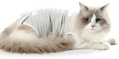 Imagen del producto de Ibenzoa® Camisa quirúrgica para gatos – Camisa cómoda para la recuperación, como alternativa al collar isabelino, fabricada con 95% algodón/5% Elasthano, cuello ajustable y lavable