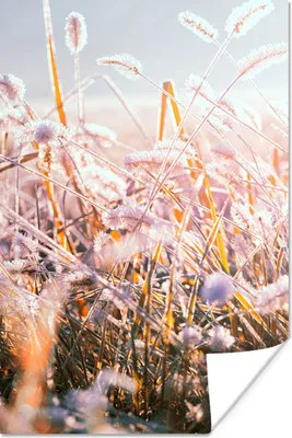 Produktbild von MuchoWow® Poster Gras - Sonne - Winter - Schnee 40x60 cm - Plakate für die Wand - Poster Babyzimmer