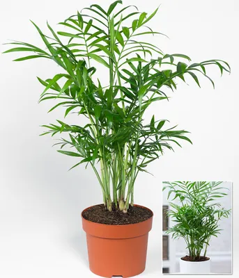 Produktbild von BALDUR Garten 1x Chamaedorea Palme, Pflanze im 12 cm-Topf, Zimmerpflanze, Bergpalme, Zimmerpalme, pflegeleicht, mehrjährig - frostfrei halten, Chamaedorea elegans