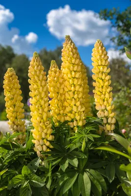 Produktbild von 150 Samen Gelbe Süß-Lupine (Lupinus luteus) – Farbtupfer & Gründünger in einem!