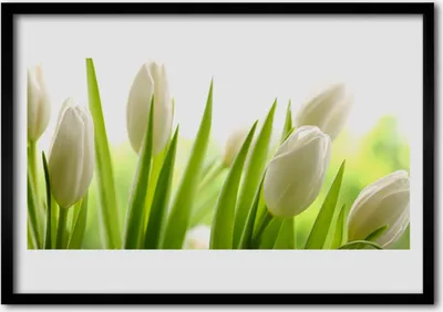 Produktbild von Bild 70x50 MDF-Rahmen Wandkunst Tulpen Blumen