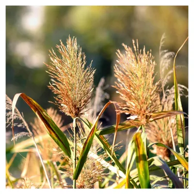 Produktbild von Klärpflanze - Phragmites australis 'Humilis' - Zwergschilf zur Wasserreinigung