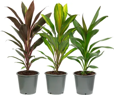 Produktbild von 3er-Set Keulenlilie - Höhe ca. 40 cm, Topf-Ø 12 cm - Cordyline