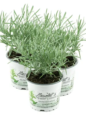 Produktbild von Enseleits 3x Currykraut Pflanze, Helichrysum angustifolia im 12 cm Topf, direkt aus der Gärtnerei Enseleit