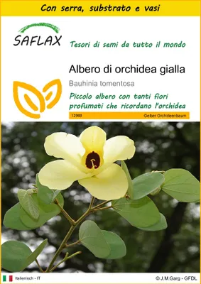 Immagine prodotto di SAFLAX Insieme di coltivazione - Albero di orchidea gialla - 30 semi - Bauhinia