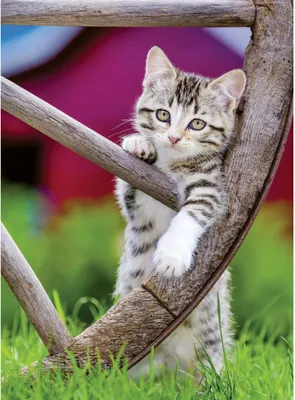 Produktbild von Ravensburger Puzzle Katzen 2 x 500 Teile