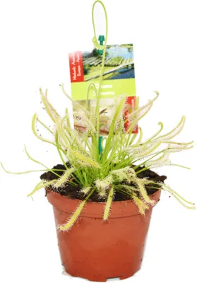 Zdjęcie produktu dla Rosiczka okraglolistna - Drosera capensis - doniczka 9 cm