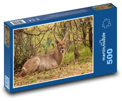 Produktbild von Puzzle 500 Safari in der Wildnis - martinpuzzle