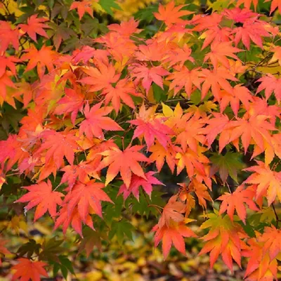 Obrázok produktu pre Javor palmatový – Acer palmatum | 50–60 cm v kontajneri