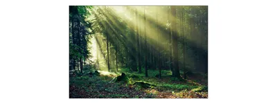 Obrázek produktu pro Fototapeta les 360 (š) x 240 (v) cm netkaná tapeta stromy rostliny zelené slunce obývací pokoj ložnice moderní nástěnné malby XXL krajina panorama nástěnná dekorace