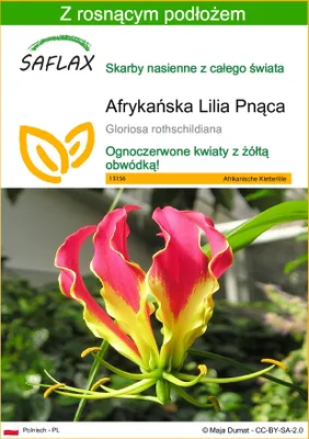 Zdjęcie produktu dla SAFLAX - Afrykańska Lilia Pnąca - 15 Nasiona - Z podłożem uprawowym wolnym od zarazków - Gloriosa rothschildiana