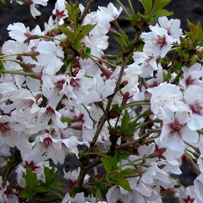 Obrázek produktu pro Kurilská třešeň  - Prunus nipponica 'Brillant'  | 60-80 cm v kontejneru