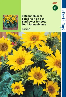 Produktbild von Topf-Sonnenblume Pacino | Sonnenblumensamen von Hortitops