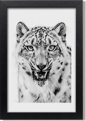 Produktbild von Bild 20x30 MDF-Rahmen, Wandkunst Schneepanther
