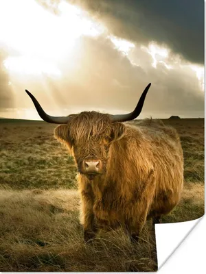 Produktbild von MuchoWow® Poster Schottischer Hochländer - Sonne - Tiere 90x120 cm - Wohnzimmer
