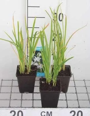 Produktbild von 6 x  Schizostylis cocc. 'Alba' - Weihnachtsblume - Topf 9 x 9 cm
