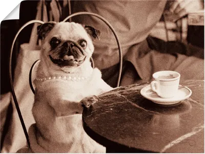 Produktbild von Jim Dratfield: Kaffee Mops, Produkt:Poster, Größe:30x40 cm / Poster