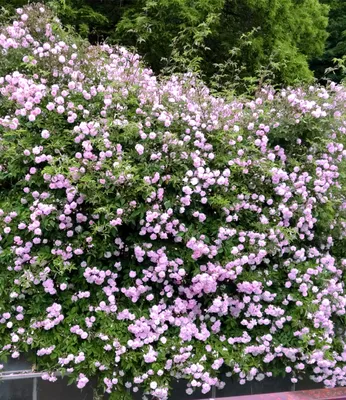 Produktbild von BALDUR Garten 1x Rambler-Rose 'Paul's Himalayan Musk Rambler' , Pflanze wurzelballiert, Kletterrose, Schlingrose, winterhart, mehrjährige Kletterpflanze, blühend, Rosa Hybride