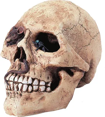 Produktbild von Totenkopf Spardose Ratte schaut aus einem Auge