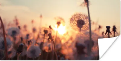 Produktbild von MuchoWow® Poster Löwenzahn - Sonnenuntergang - Frühling 40x20 cm - Poster für die Wand - Poster Schlafzimmer