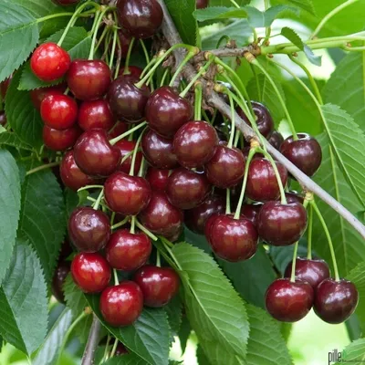 Produktbild von Sunburst Kirsche Süßkirsche Kirschbaum selbstfruchtend Obstbaum kleinbleibend