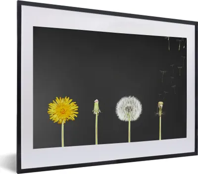 Produktbild von MuchoWow® MuchoWow® Gerahmtes Poster Löwenzahn - Wachsen - Schwarz 40x30 cm - Poster mit zchwarzem Bilderrahmen - Bilderrahmen - Poster im Rahmen