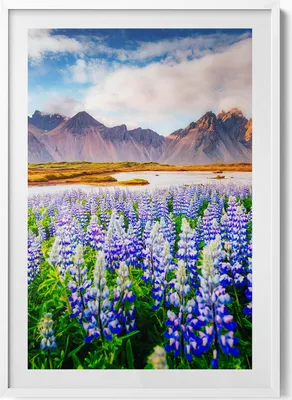 Produktbild von Magische Lupinenblüten– Wandbild mit Rahmen – Gerahmtes Bild  – Wanddekoration – 70x100 cm –  Weiß Rahmen