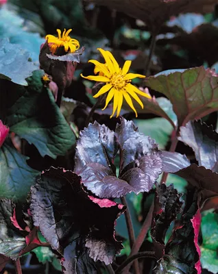 Produktbild von Ligularia dentata, dunkellaubig, ca. 9x9 cm Topf