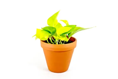 Obrázek produktu pro Gardners Epipremnum Neon (Golden Potos), průměr 12 cm