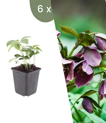Produktbild von Plants by Frank | 6 Lenzrose Pflanzen | Helleborus Orientalis | Stauden | Winterhart | Mehrjährig | Gartenpflanzen