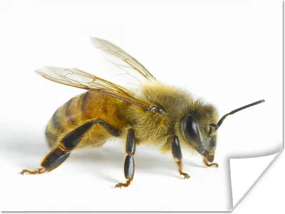 Produktbild von MuchoWow® Poster Bienen - Insekten - Flügel 120x90 cm - Wandbild