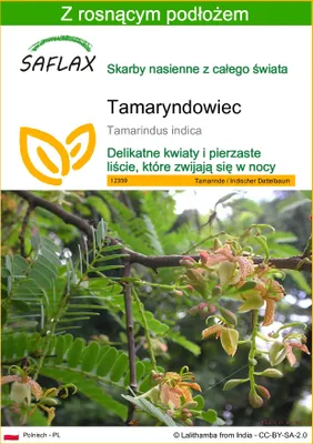 Zdjęcie produktu dla SAFLAX - Tamaryndowiec - 4 Nasiona - Z podłożem uprawowym wolnym od zarazków - Tamarindus indica
