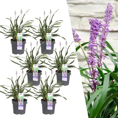 Obrázek produktu pro 6 X Liriope Muscari 'Ingwersen' - Ø 14 cm - ↨ 25 cm