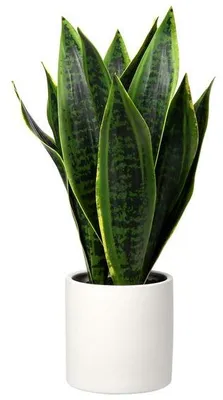 Image de Plante d'intérieur artificielle Sansevieria dans un pot en céramique blanc, hauteur 40,6 cm