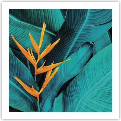Produktbild von Poster - Poster ohne Rahmen - Blumen Tropen Blätter - 60x60 cm - Wand Bild - Wanddeko - Wandbilder - Kunstposter - Wandposter - Bilder - Kunstdruck - Wanddekoration - Wandbild - P2XAC60x60-5116