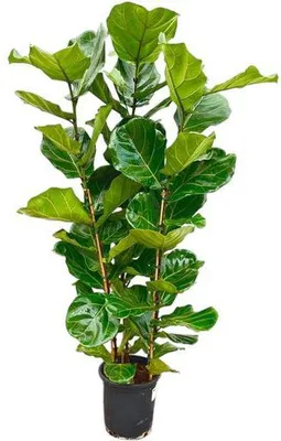 Produktbild von Geigenfeige Ficus Lyrata Strauch Ø30cm ↕160cm XXL Zimmerpflanze dekorativ